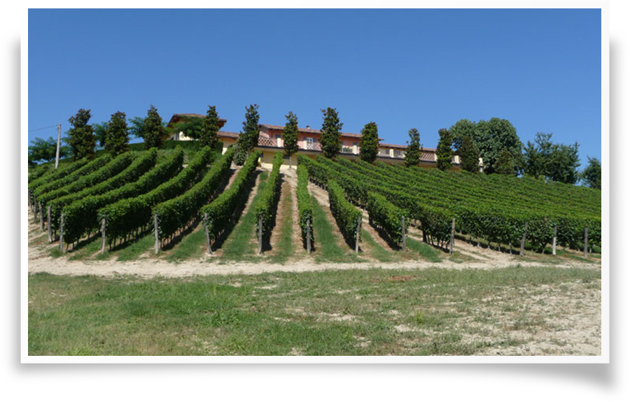 Vigneto Sperimentale